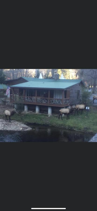 Qualla Cabins And Motel Cherokee Near Casino Whittier Bagian luar foto